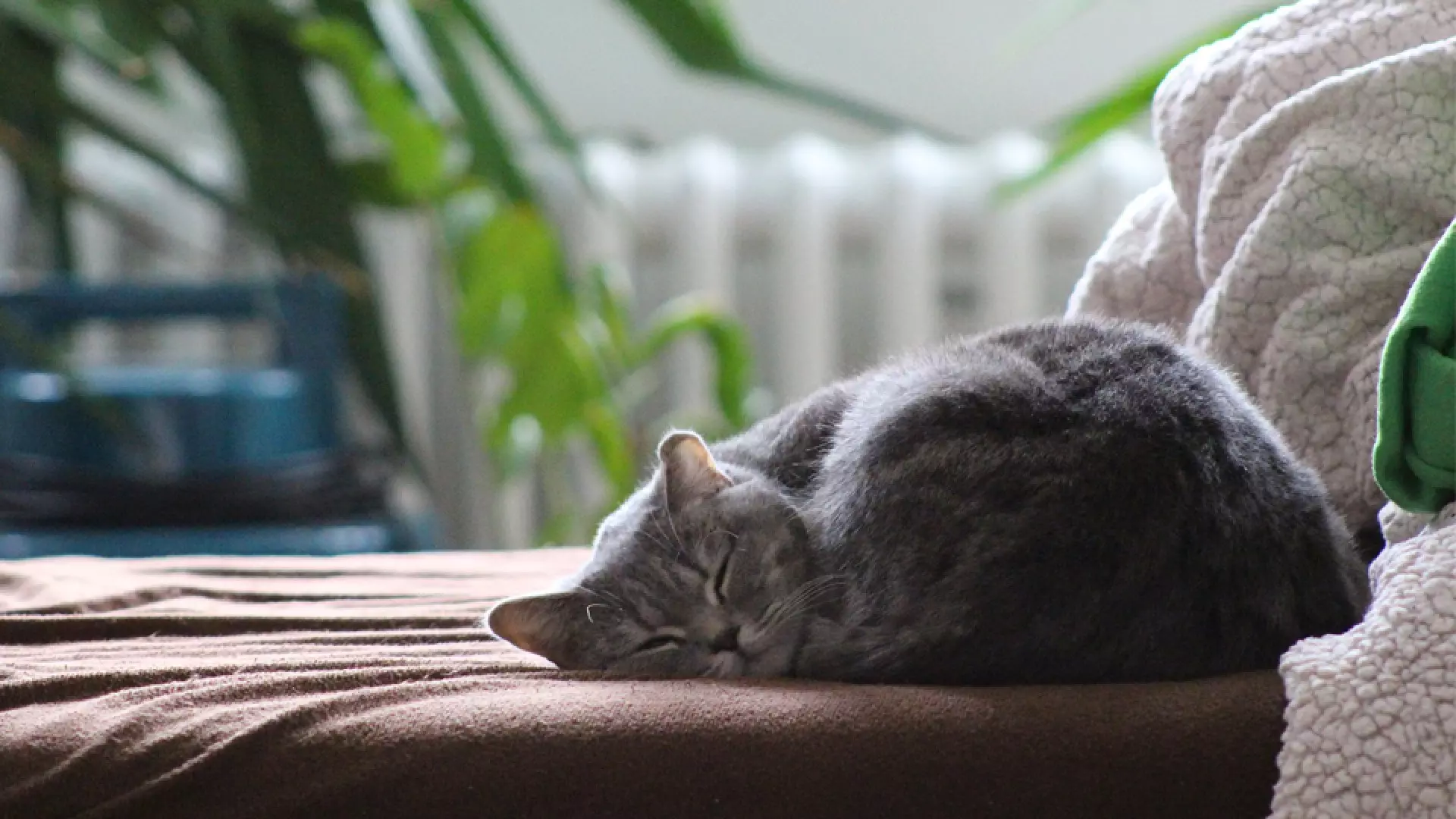 Cat-sleeping.jpg Weber България